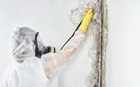 Best Commercial Mold Inspection  in Burbank, IL